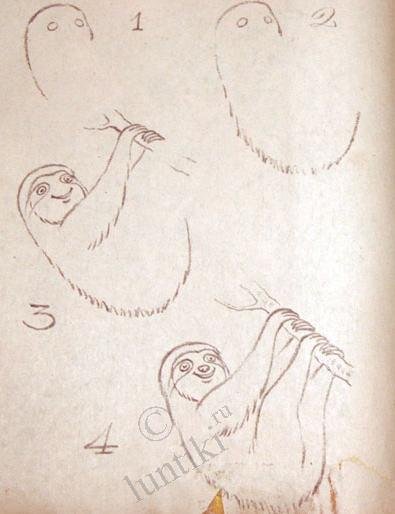 Ленивец рисунок пошагово