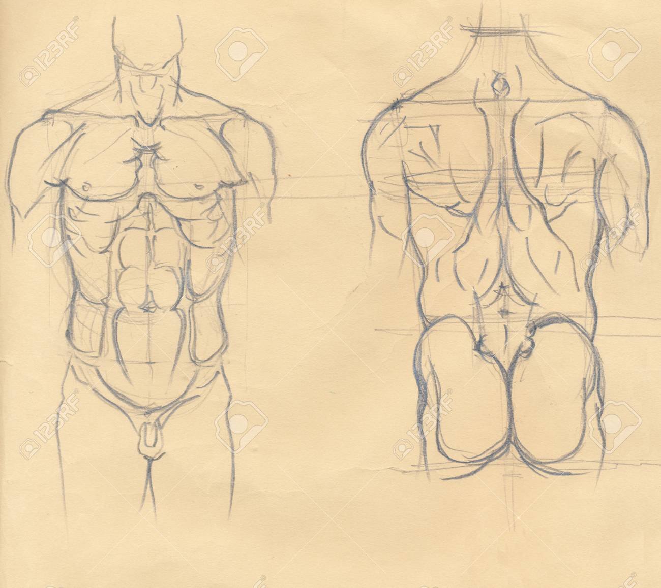 Анатомические зарисовки мужского торса