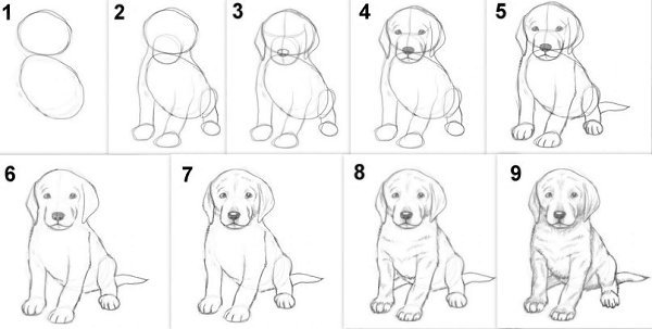 Поэтапное рисование собака лабрадор