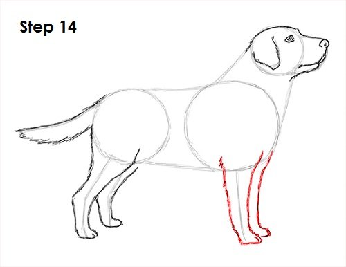 Как нарисовать лабрадора легко