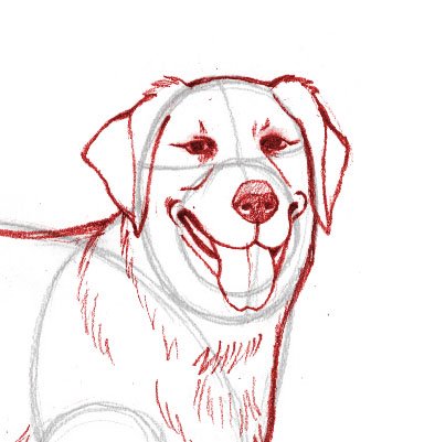 Поэтапное рисование лабрадора мордой