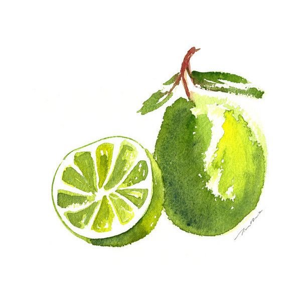 Акварель скетч лайм