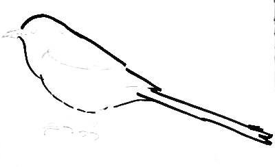 Сорока раскраска