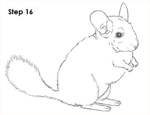 Шиншилла рисунок карандашом