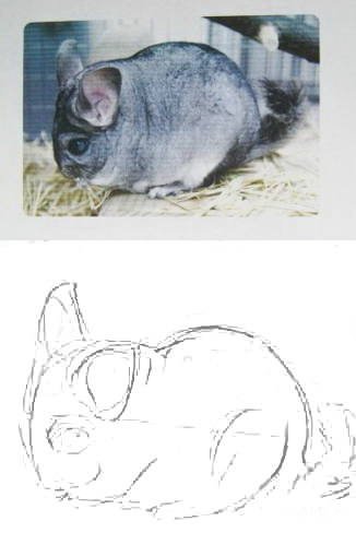 Шиншилла рисунок поэтапно