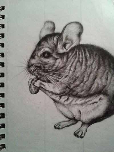 Шиншилла набросок