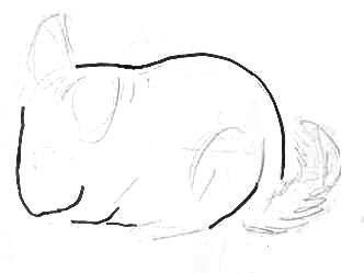 Шиншилла референс