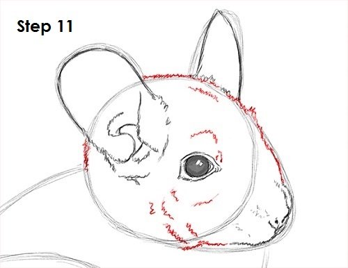 Рисунок шиншиллы карандашом для детей