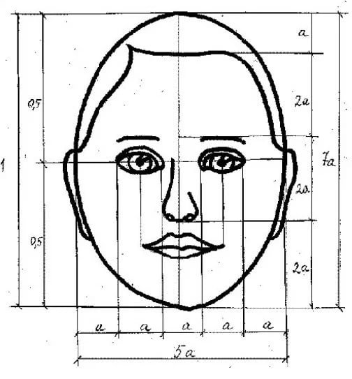Пропорции портрета человека