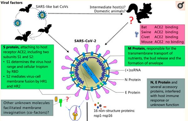 SARS коронавирус 2 РНК