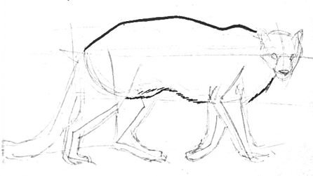 Пума по этапам