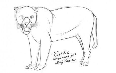 Ягуар рисунок карандашом поэтапно