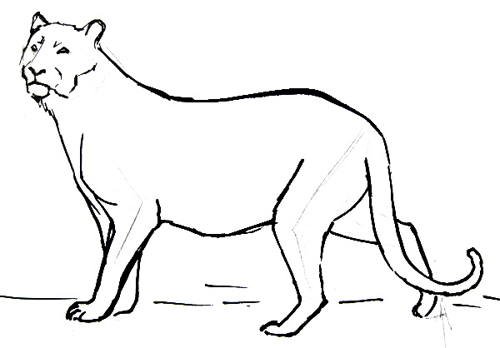 Пума поэтапно