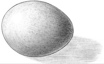 Яйцо Светотень