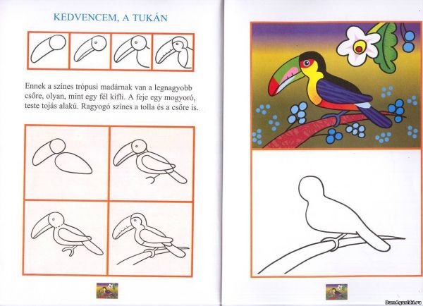 Как нарисовать тукана поэтапно