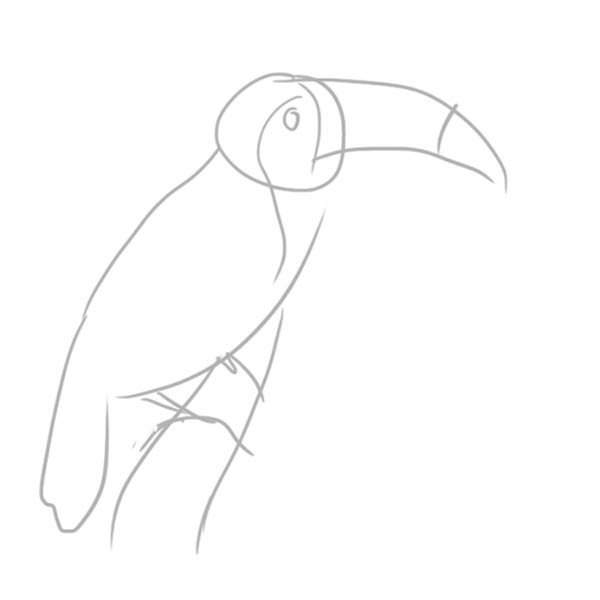 Тукан поэтапное рисование