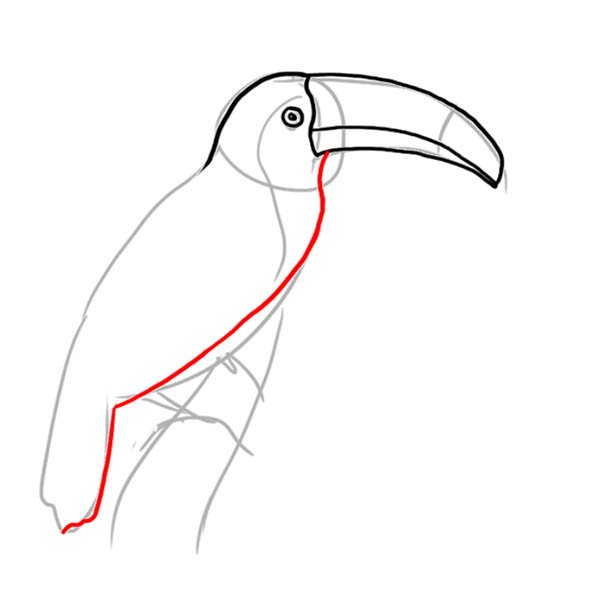 Тукан анатомия