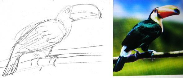Этапы рисования птиц Тукан