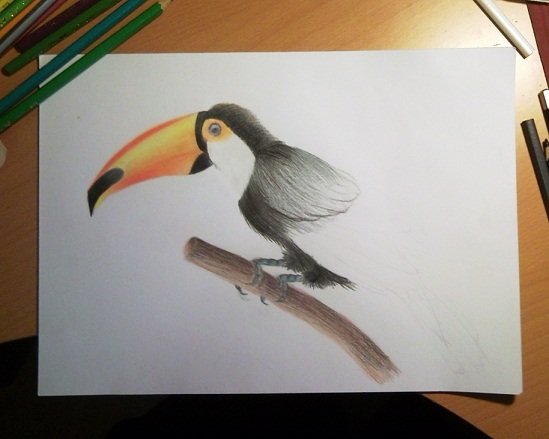 Тукан цветными карандашами