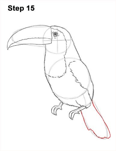 Тукан рисунок карандашом