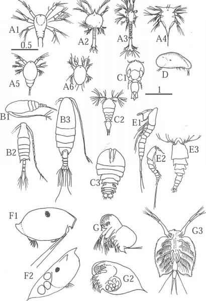 Зоопланктон это в биологии