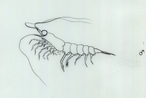 Рисунок планктона по биологии