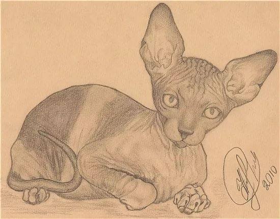 Раскраска Корниш рекс