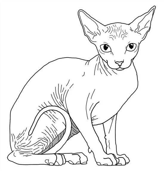 Корниш рекс