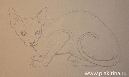 Поэтапное рисование кота сфинкса