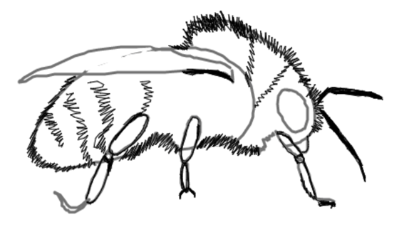 Шмель рисунок для детей карандашом