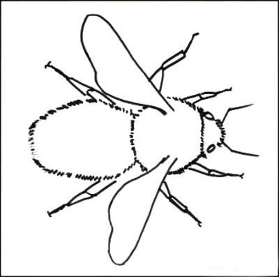 Шмель рисунок для детей карандашом