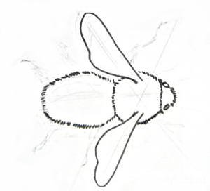 Нарисовать шмеля поэтапно