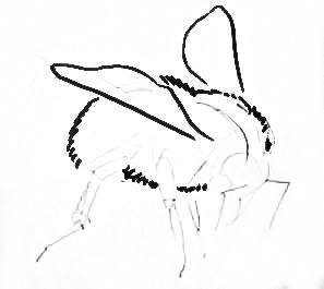 Нарисовать шмеля поэтапно