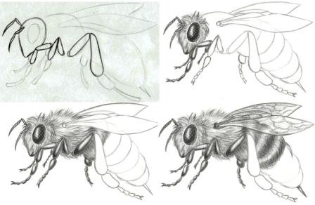 Поэтапное рисование пчелы