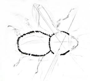 Как правильно нарисовать шмеля карандашом поэтапно