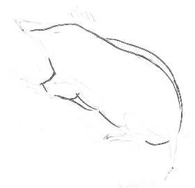 Крот поэтапное рисование