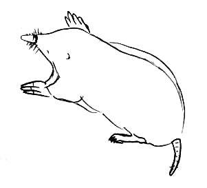 Легкие рисунки карандашом для начинающих