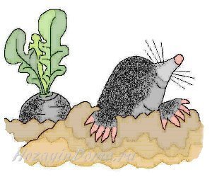 Как нарисовать крота