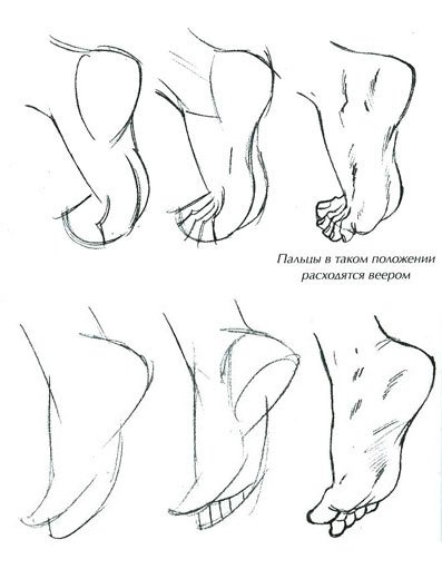 Рисунок карандашом поэтапно член