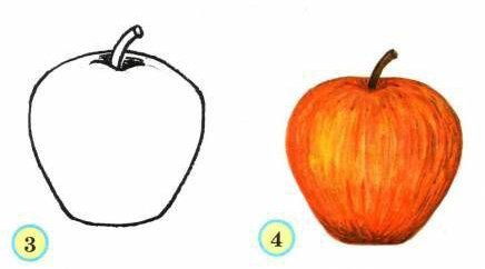 Мутовчато ярусная крона