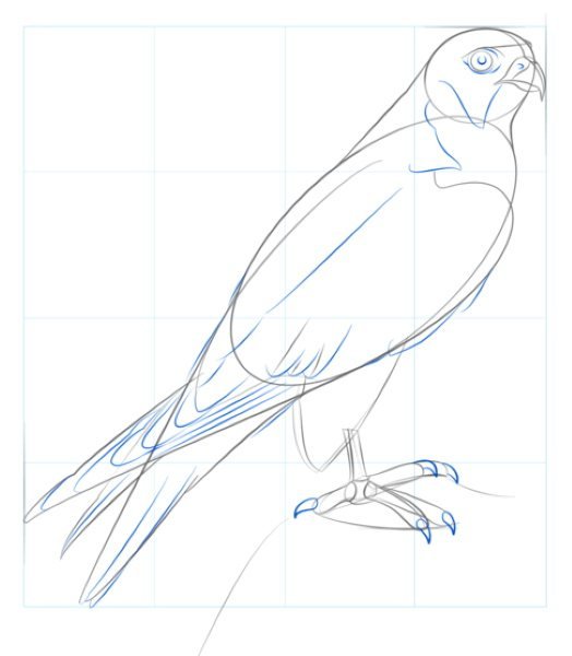 Сокол пошаговое рисование