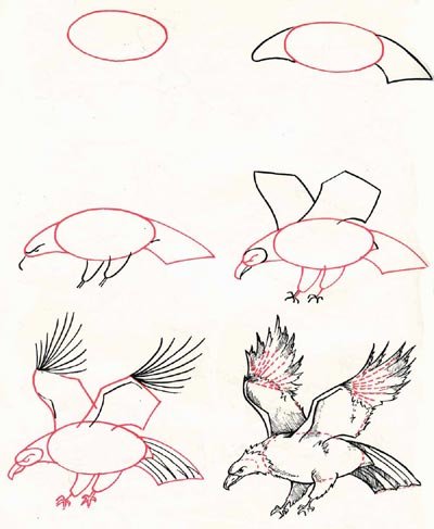 Поэтапное рисование орла карандашом