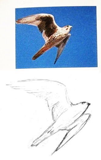 Нарисовать Сокола поэтапно