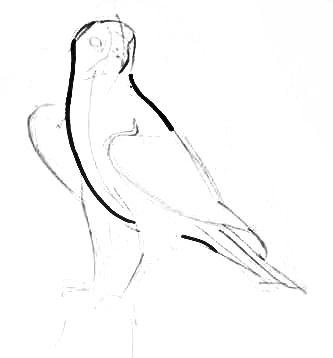 Рисование Сапсан поэтапно