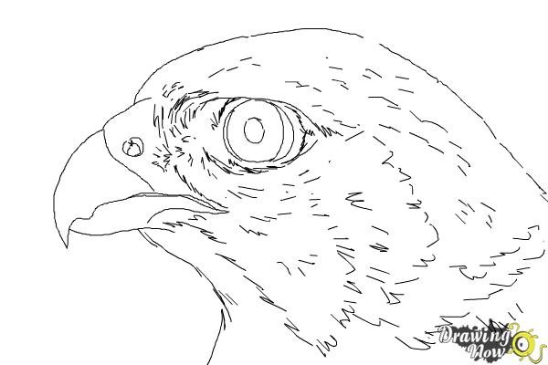 Голова Сокола трафарет