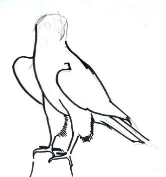 Как нарисовать Сокола поэтапно