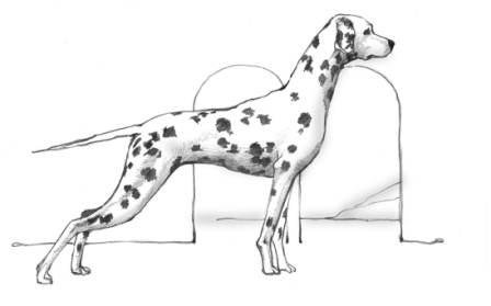 Раскраски собаки как настоящие далматина