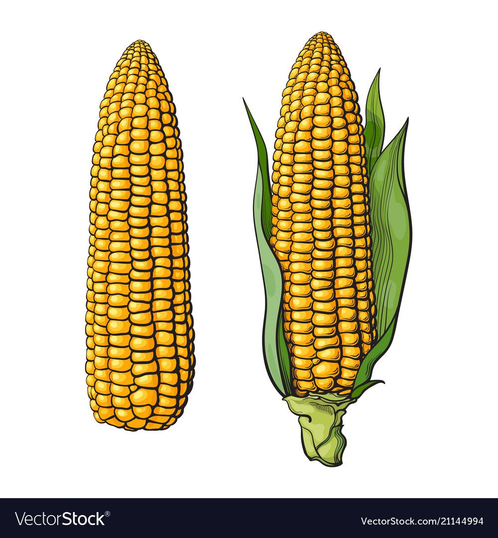 Початок кукурузы без зерен