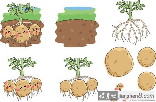Стадии роста картофеля для дошкольников