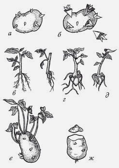 Размножение картофеля клубнями